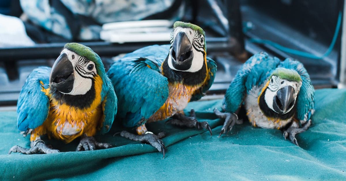 Drones e IA Revolucionam Conservação de Araras no Brasil